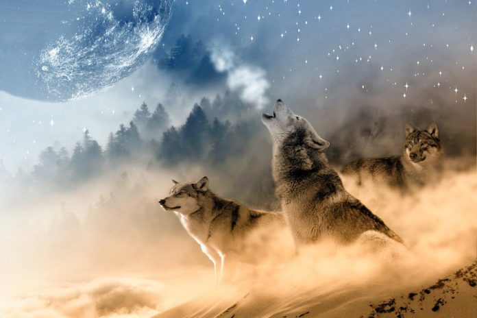 An over the top image of wolves housing at the moon and covered in mist.