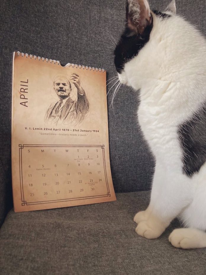 A very cute black and white cat looks at a calendar that is open on a picture of Lenin