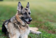 Ever Wondered How Late-Stage Capitalism Will End? Rover Dies. A photo of a dog lazing on a lawn