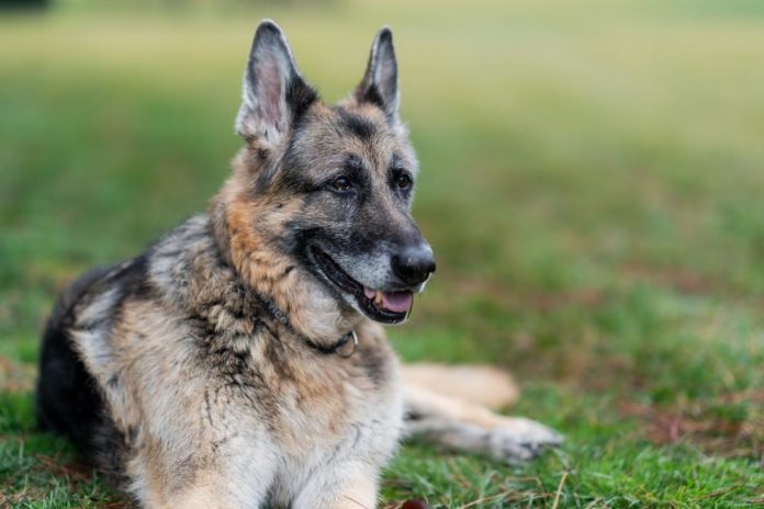 A photo of a dog lazing on a lawn